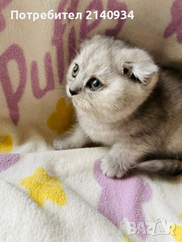 Шотландско клепоухо момиче. Сръбрена чинчила. Scottish fold, снимка 4 - Чинчили - 53159741