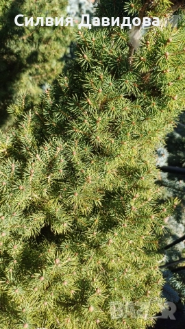 Смърч коника , снимка 6 - Градински цветя и растения - 52505478
