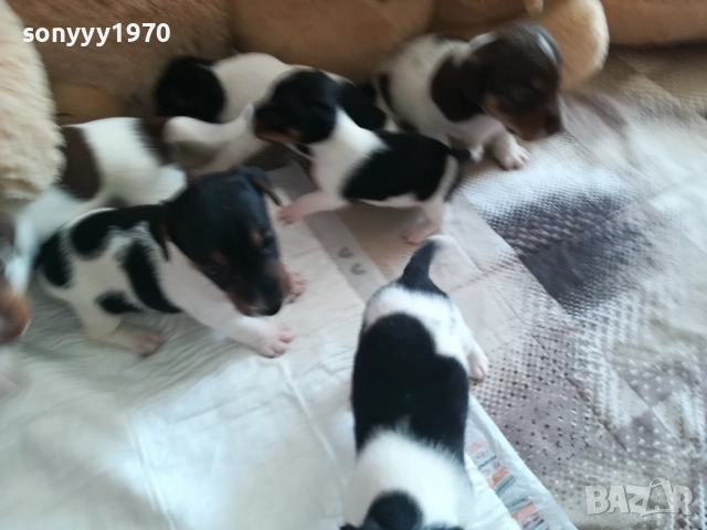 джак ръсел-видин 250лв за кутре 1709251750, снимка 15 - Джак ръсел териер - 51747736