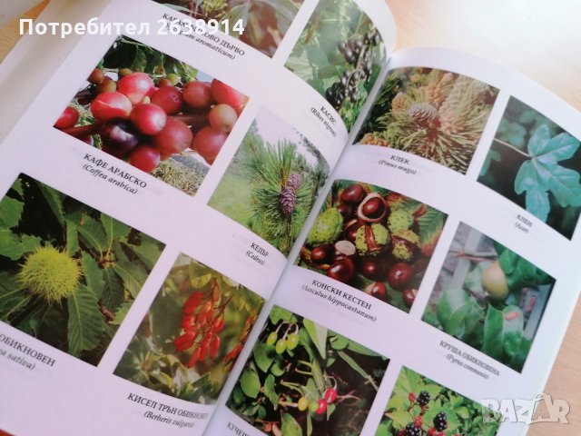 Лечебната сила на храсти и дървета Кети Иванова, снимка 4 - Специализирана литература - 28615851