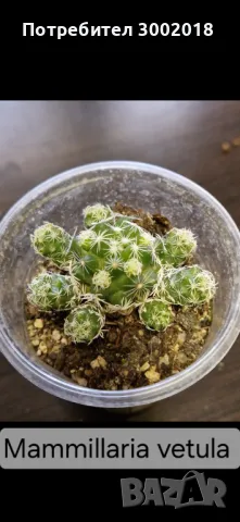 Дървото на живота и кактуси , снимка 11 - Стайни растения - 48831429