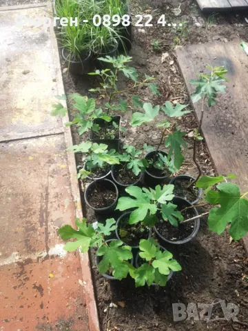 Смокиня сорт Бурса   , снимка 4 - Разсади - 45560852