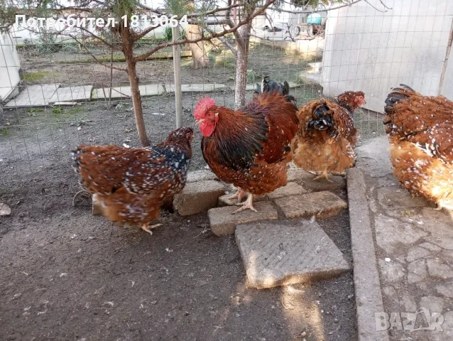 Яйца от орпингтон , снимка 2 - други­ - 49793617