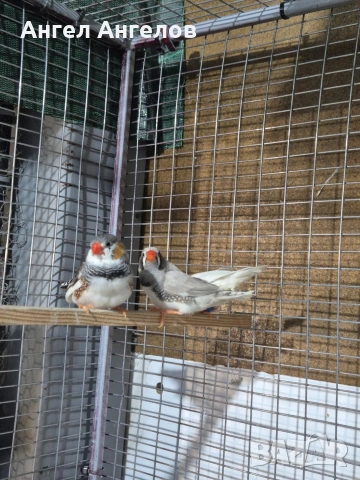 зеброви амадини , снимка 3 - Амадини - 53338889