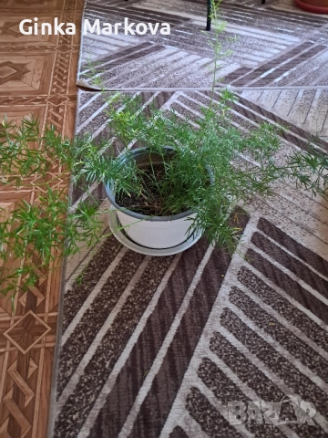 Аспарагус - 5,99лв.