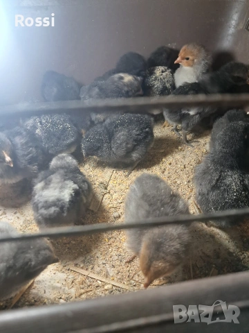 Дворни пиленца и от сини яйца, снимка 14 - Кокошки и пуйки - 53276186