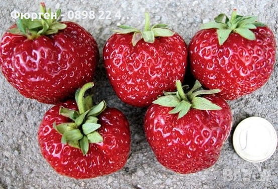 Ягода „Мице Шиндлер“ (Mieze Schindler), снимка 5 - Разсади - 53068004