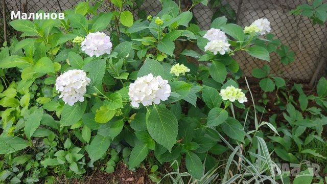Многогодишна студоустойчива хортензия , снимка 7 - Градински цветя и растения - 37338913