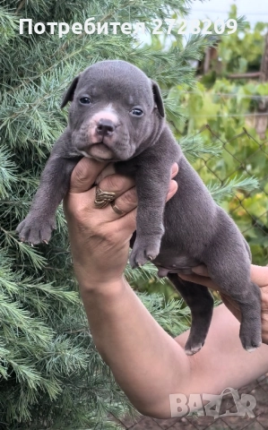 Американско Були Покет/ American Bully Pocket, снимка 4 - Питбул - 51488455