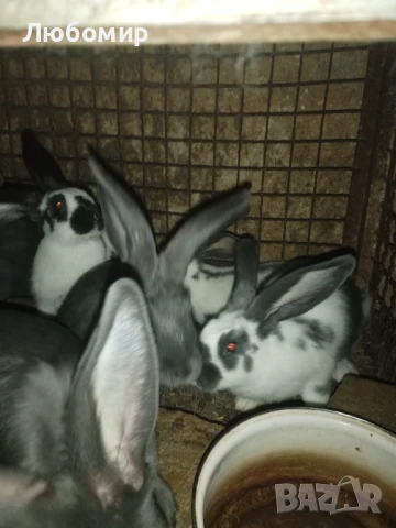 Продавам зайци, снимка 3 - Други - 50753326