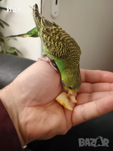 Социални вълнисти папагали, снимка 3 - Папагали - 52106934