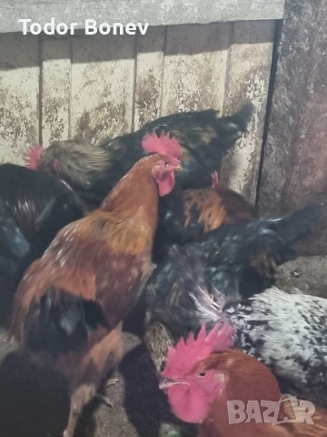 Продавам или разменям за ярки млади домашни петлета, снимка 14 - Кокошки и пуйки - 51544238