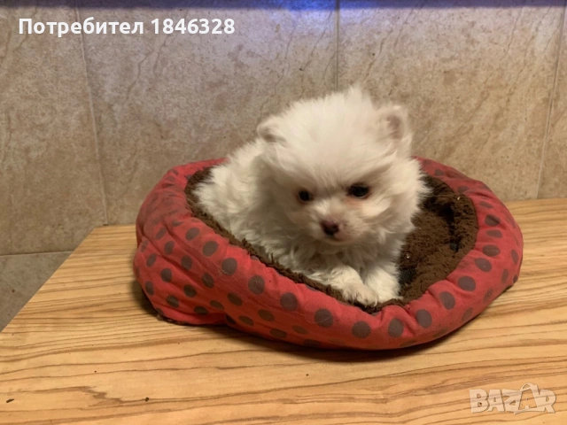 Померан , снимка 2 - Померан - 53098681