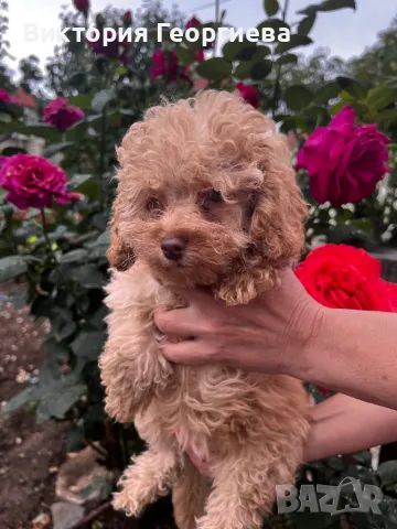 Тои Пуделчета ТОП ОФЕРТА, снимка 1