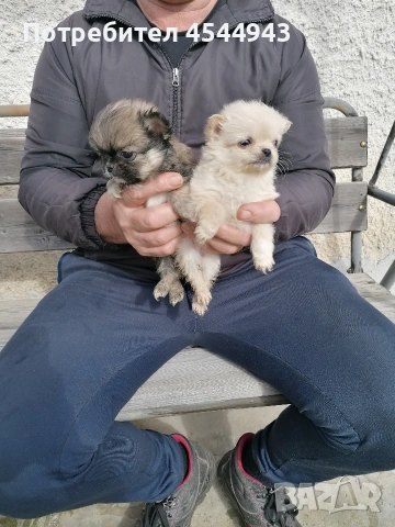 Малки чихуанчета , снимка 8 - Чихуахуа - 53402239