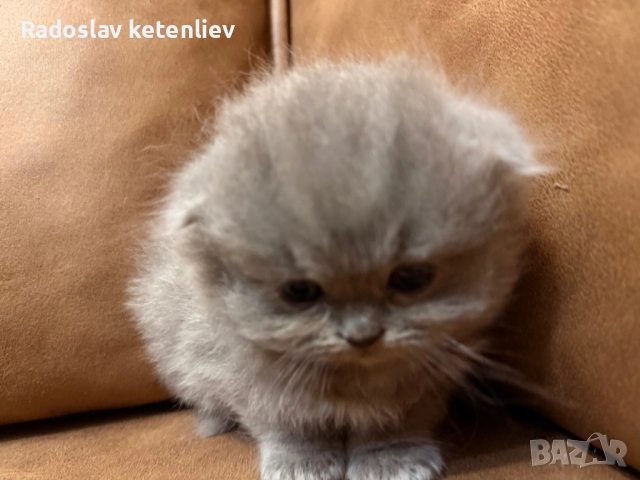 Шотландска клепоуха , снимка 11 - Британска късокосместа - 52379618