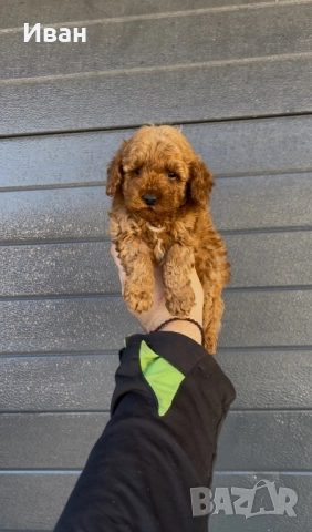 Той пудел, снимка 2 - Пудели - 52828766