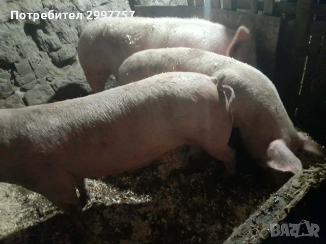 Прасета, снимка 5 - Прасета - 52867355