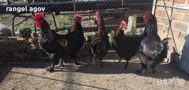 Млади петли маран , снимка 4 - Кокошки и пуйки - 53100146