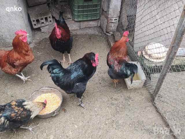 Продавам петли, снимка 3 - Кокошки и пуйки - 53077225