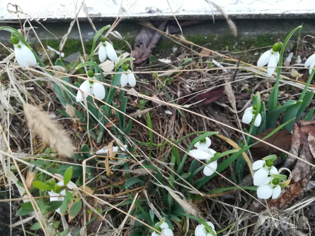 КОКИЧЕНЦА ЗА МОМИЧЕНЦА-СВЕЖА РЕКОЛТА 20025Г 0102251725, снимка 15 - Градински цветя и растения - 48920514