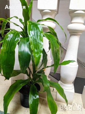 Драцена , снимка 4 - Стайни растения - 52519063