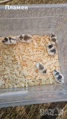 мини хамстери, снимка 6 - Хамстери - 53125229