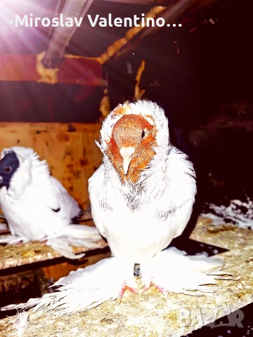 шмалкалденски монахини, снимка 6 - Гълъби - 52795046