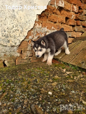 Продаватсе, снимка 2 - Хъски - 53504888