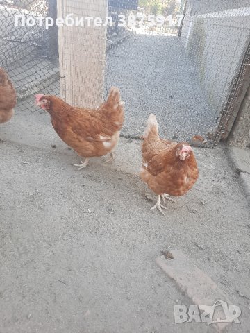 продавам кокошки носачки за яйца, снимка 2 - Кокошки и пуйки - 42998842