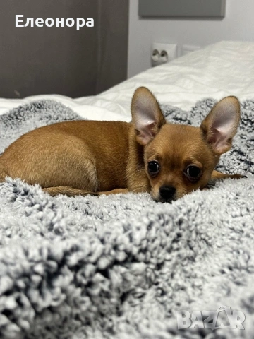 Уникално Мини Чихуахуа Момченце, снимка 2 - Чихуахуа - 53360837