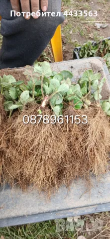 Расдас ягоди , снимка 9 - Разсади - 49802443