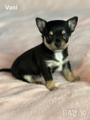 Мини мъжко Чихуахуа на 2месеца, снимка 3 - Чихуахуа - 53493392