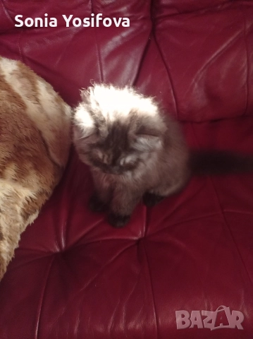 персийско коте продавам , снимка 7 - Други - 52727071