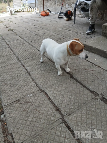 Джак ръсел за разплот, снимка 8 - Джак ръсел териер - 51892583