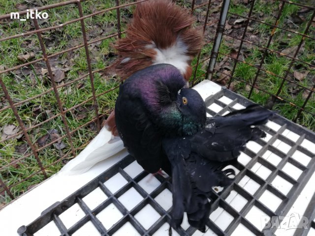 ФЕНЕРЛИИ и якалии, снимка 10 - Гълъби - 24470490