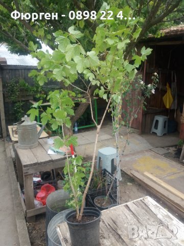 калина - червена  и жълта (viburnum opulus)  , снимка 5 - Разсади - 38210188