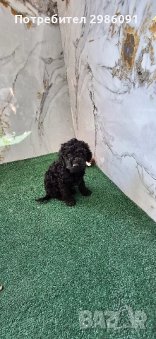 той пудел и мини пудел, снимка 2 - Пудели - 52047566