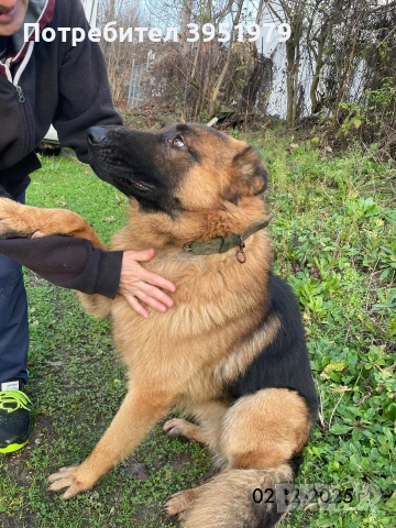 Продавам мъжка немска овчарка, снимка 16 - Немска овчарка - 52170970