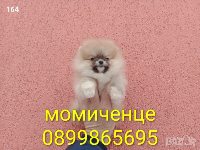 Женски мини Померан. Реални снимки и клип от 02.02.26 г. 