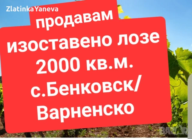 2 дка лозе в село Бенковски, общ.Аврен-продавам  , снимка 1