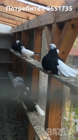 Гълаби, снимка 2 - Гълъби - 52166248