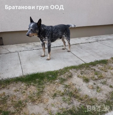 Австралийски кетълдог, снимка 3 - Други - 51247423