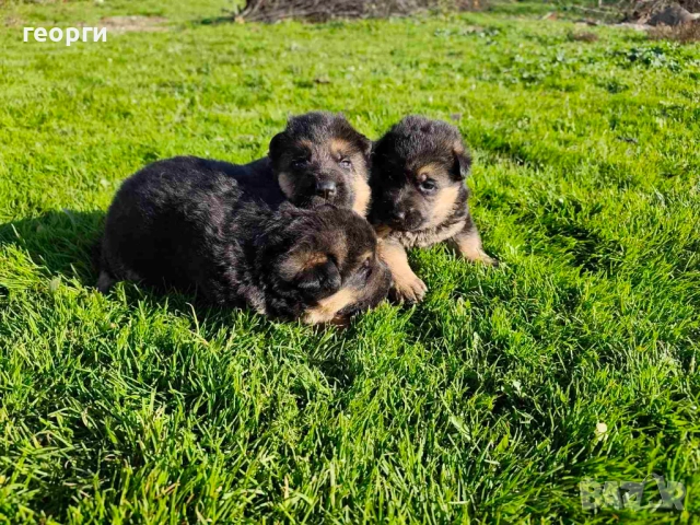 Малки Немски Овчарки, снимка 2 - Немска овчарка - 52824581