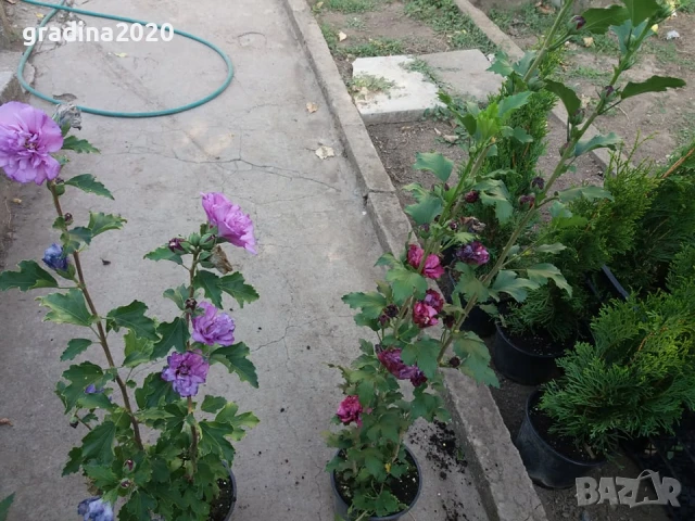 Хибискус Кичест - Дървовидна Ружа, снимка 9 - Разсади - 46564853