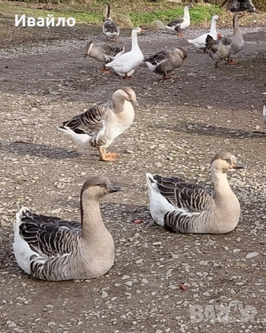 САМО СЕГА !!!ПОСЛЕДНИ БРОЙКИ!!! ПУЙКИ ГЪСКИ И ПАТИЦИ, снимка 3 - Кокошки и пуйки - 52679337