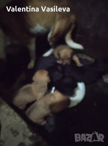 Малки кученца прибрани от улицата  с майката на два месеца хранят се самостоятелно обезпаразитени 