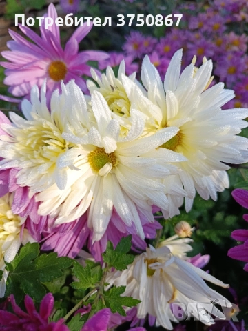 💜🌿🩷 Високостеблени хризантеми , снимка 8 - Градински цветя и растения - 52420302