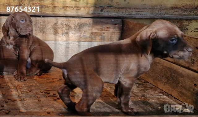 Курцхари, снимка 5 - Курцхаар - 52806772