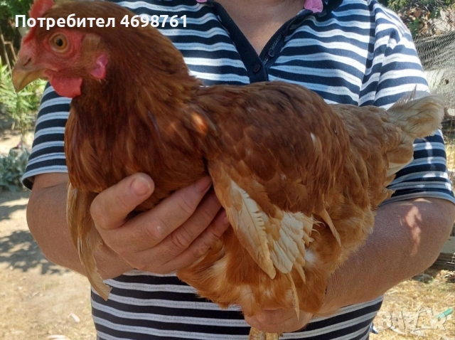 продавам петли и кокошки, снимка 4 - Кокошки и пуйки - 52968488